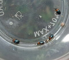 Gastrophysa polygoni