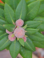 Rhododendron columbianum
