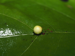 Zopheroteras sphaerula