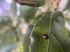 Chilocorus bipustulatus