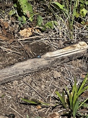Argia apicalis