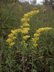 Solidago nemoralis