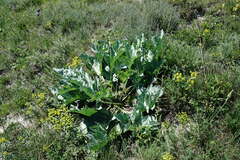 Crambe pinnatifida