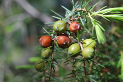 Juniperus oxycedrus