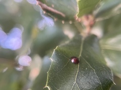 Chilocorus bipustulatus