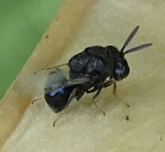 Perilampidae