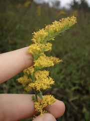 Solidago nemoralis