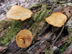 Gymnopilus luteus