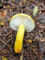 Russula flavida