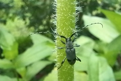 Canidia cincticornis balteata