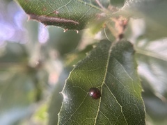 Chilocorus bipustulatus