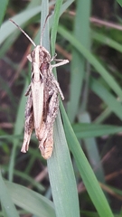 Chorthippus apricarius