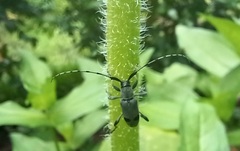 Canidia cincticornis balteata