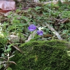 Torenia asiatica