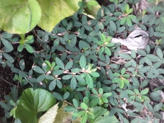 Kummerowia stipulacea