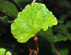Neolasioptera vitinea