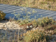 Helichrysum italicum