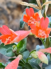 Epilobium canum garrettii