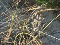 Andryala integrifolia