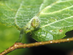 Pachypsylla celtidismamma