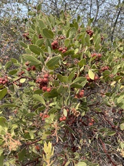 Arctostaphylos manzanita