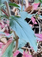 Epilobium canum garrettii