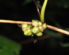 Ampelomyia vitiscoryloides