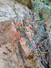 Epilobium canum garrettii