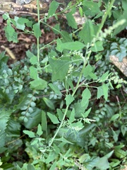 Chenopodium album