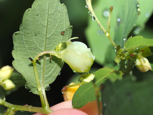 Jewelweed Gall Midge photo 2