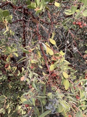 Arctostaphylos manzanita