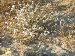 Malcolmia littorea