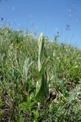 Himantoglossum caprinum