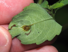 Neolasioptera impatientifolia