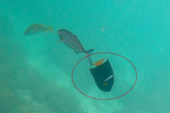 Holacanthus passer