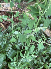 Chenopodium album