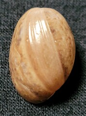 Bulla gouldiana