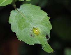 Neolasioptera impatientifolia