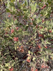 Arctostaphylos manzanita