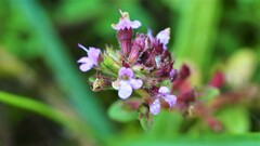 Thymus pulegioides