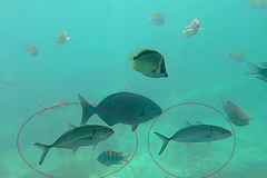 Caranx caballus