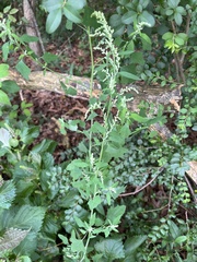 Chenopodium album