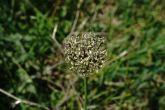 Allium cyrillii