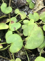 Dichondra
