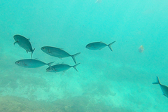 Caranx caballus