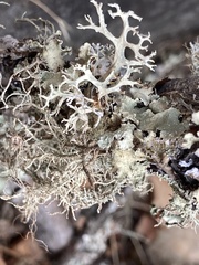 Evernia prunastri