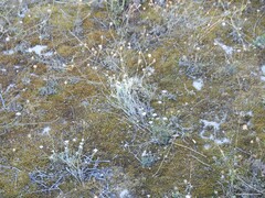 Sixalix atropurpurea