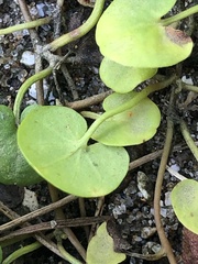 Dichondra