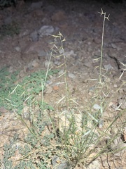 Bouteloua aristidoides