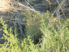 Helichrysum italicum